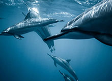 九游体育官网-张楚桐——心态平和敢战斗|AC米兰|冬奥会|世界杯|短道速滑|米兰冬奥会_新浪体育_新浪新闻